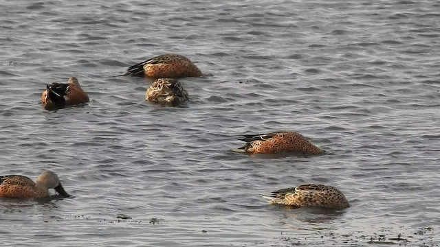 Red Shoveler - ML541884081