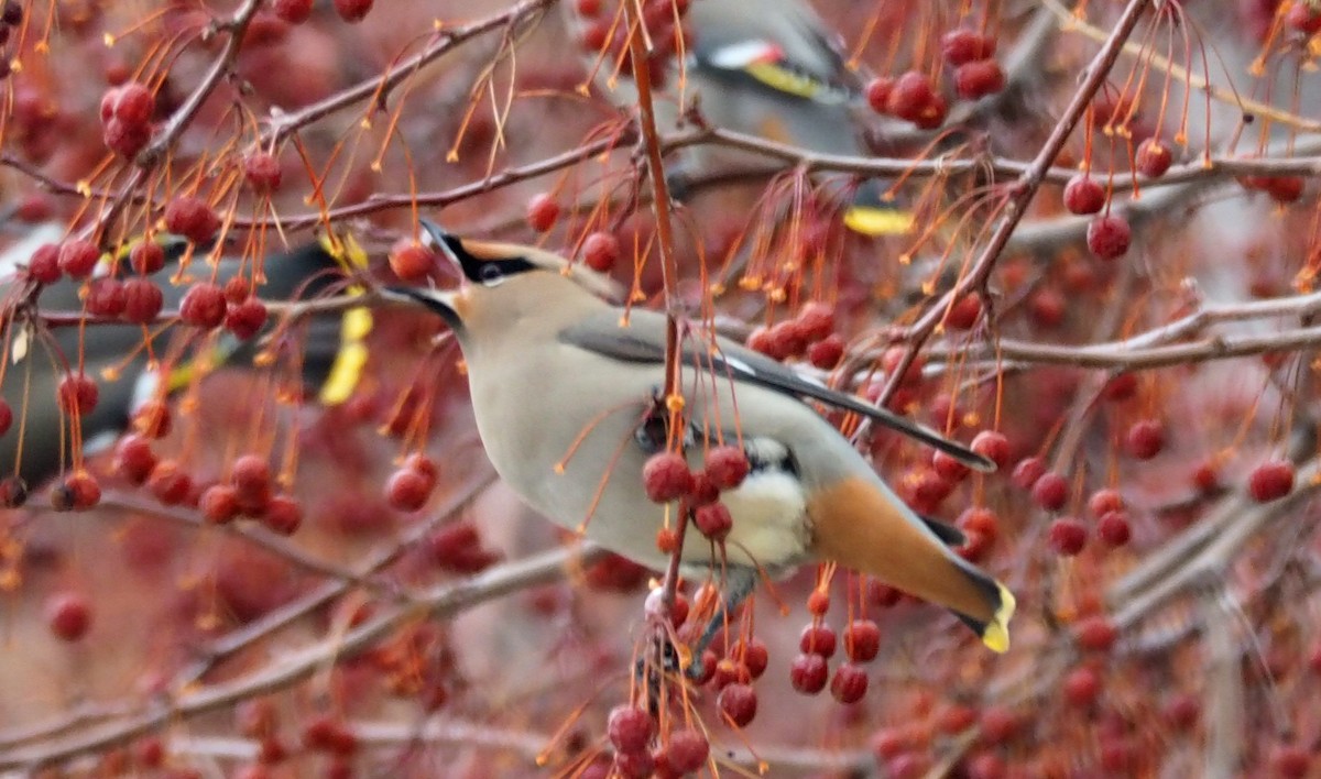 Bohemian Waxwing - Eric Boysen