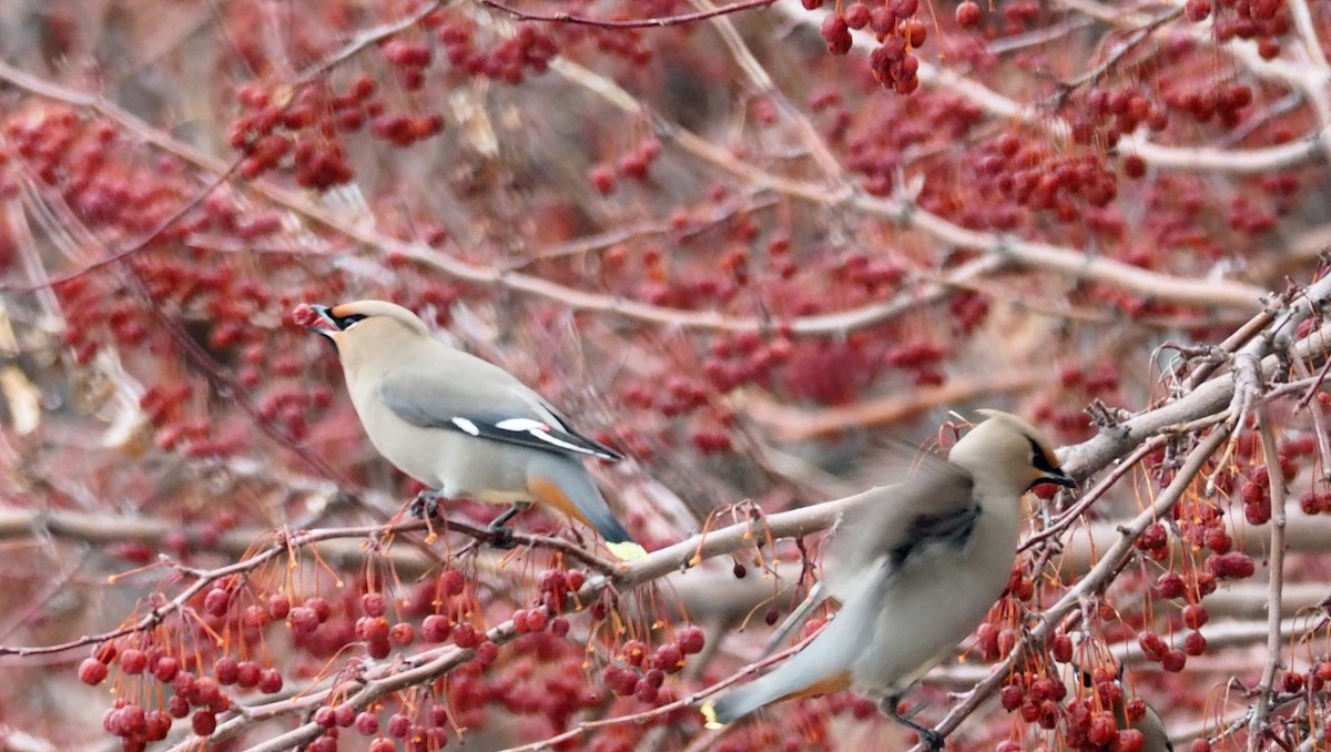 Bohemian Waxwing - ML541884241