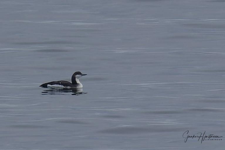 Arctic Loon - ML541884291