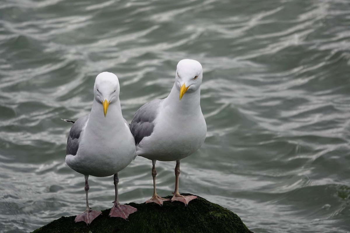 Herring Gull - Brecht Caers