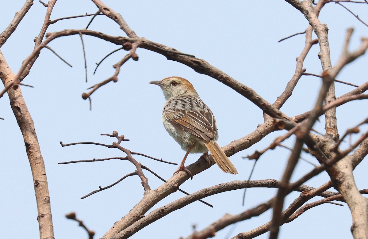 Croaking Cisticola - ML541884411