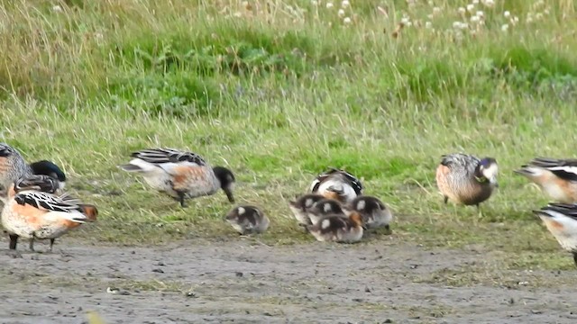 Chiloe Wigeon - ML541884511