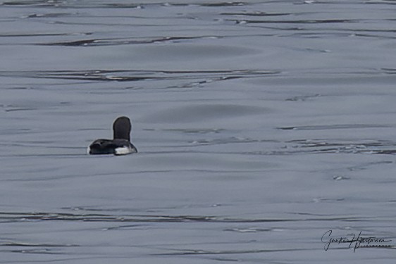 Arctic Loon - ML541884591