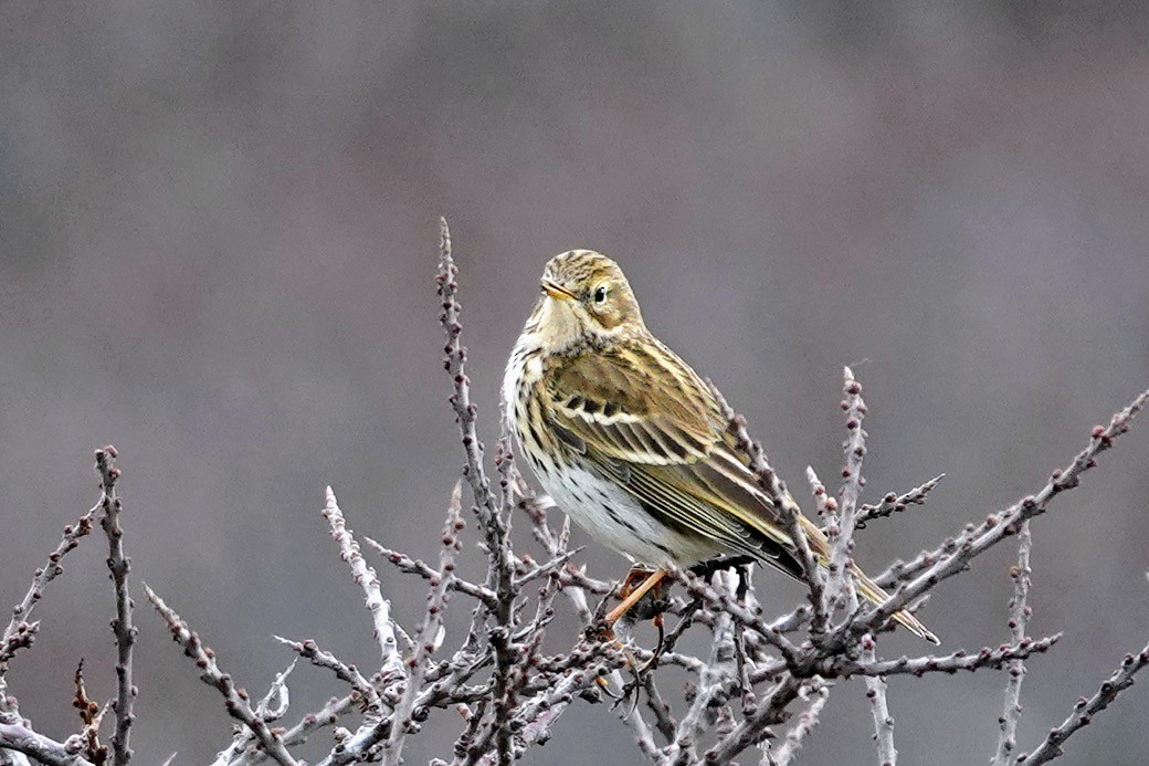 Meadow Pipit - Brecht Caers