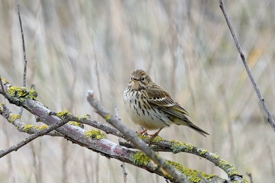 Meadow Pipit - Brecht Caers