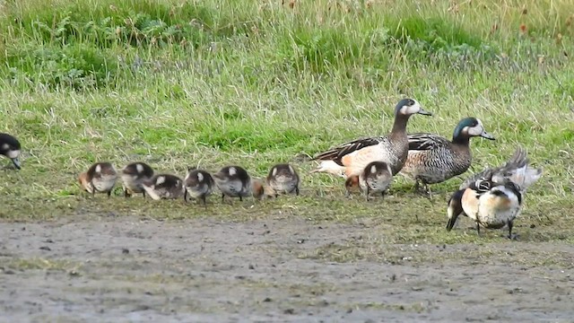 Chiloe Wigeon - ML541884931