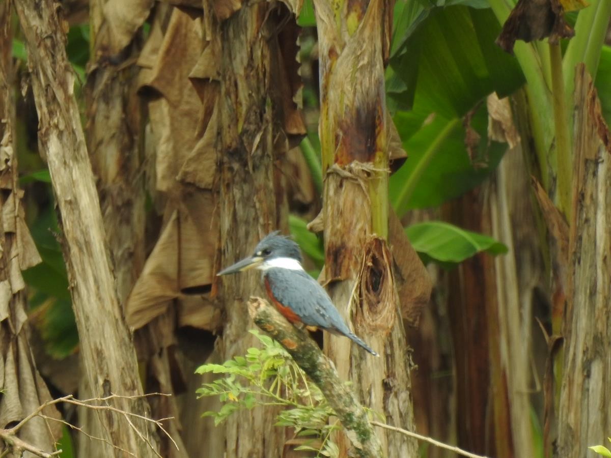 Martín Gigante Neotropical - ML541884981