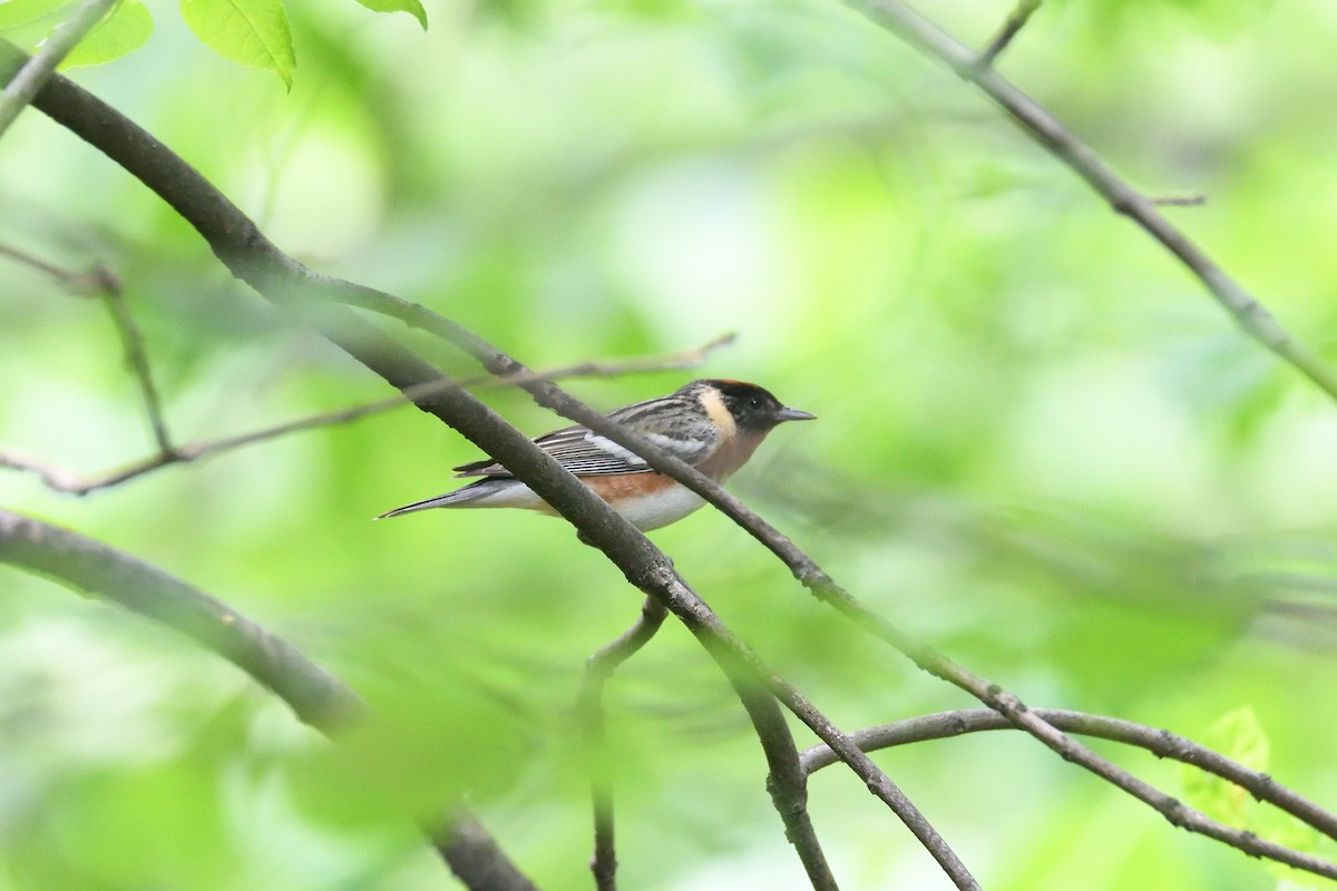 Bay-breasted Warbler - ML541886641