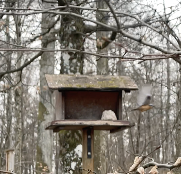 Eurasian Nuthatch - ML541887031