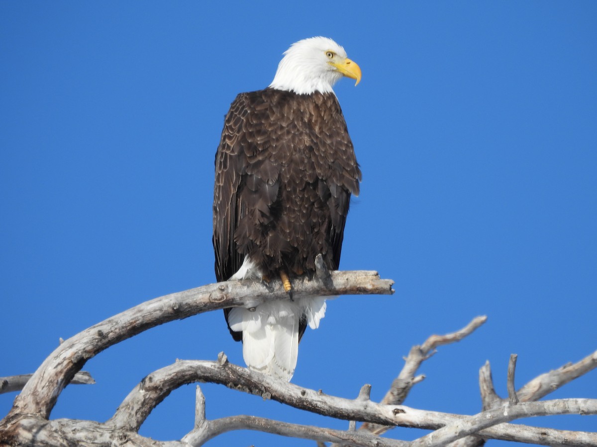 Bald Eagle - Robert Leonhardt