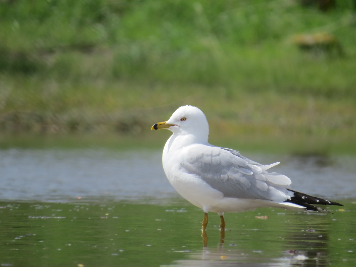 Ring-billed Gull - ML54188741