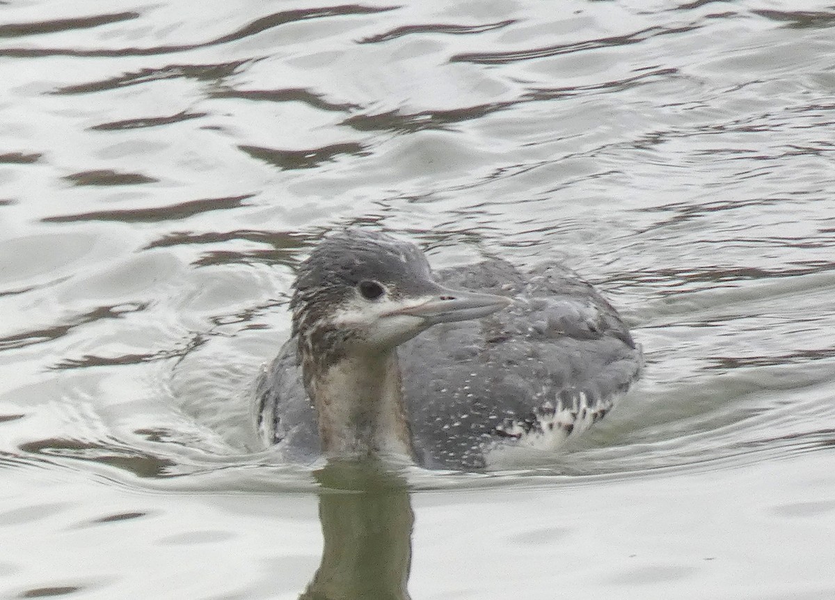 Red-throated Loon - ML541887551