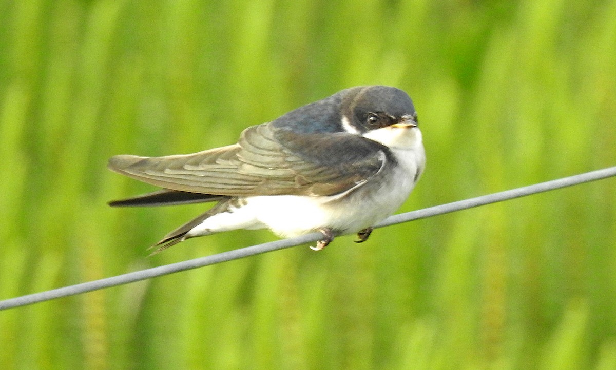 Chilean Swallow - ML541888261