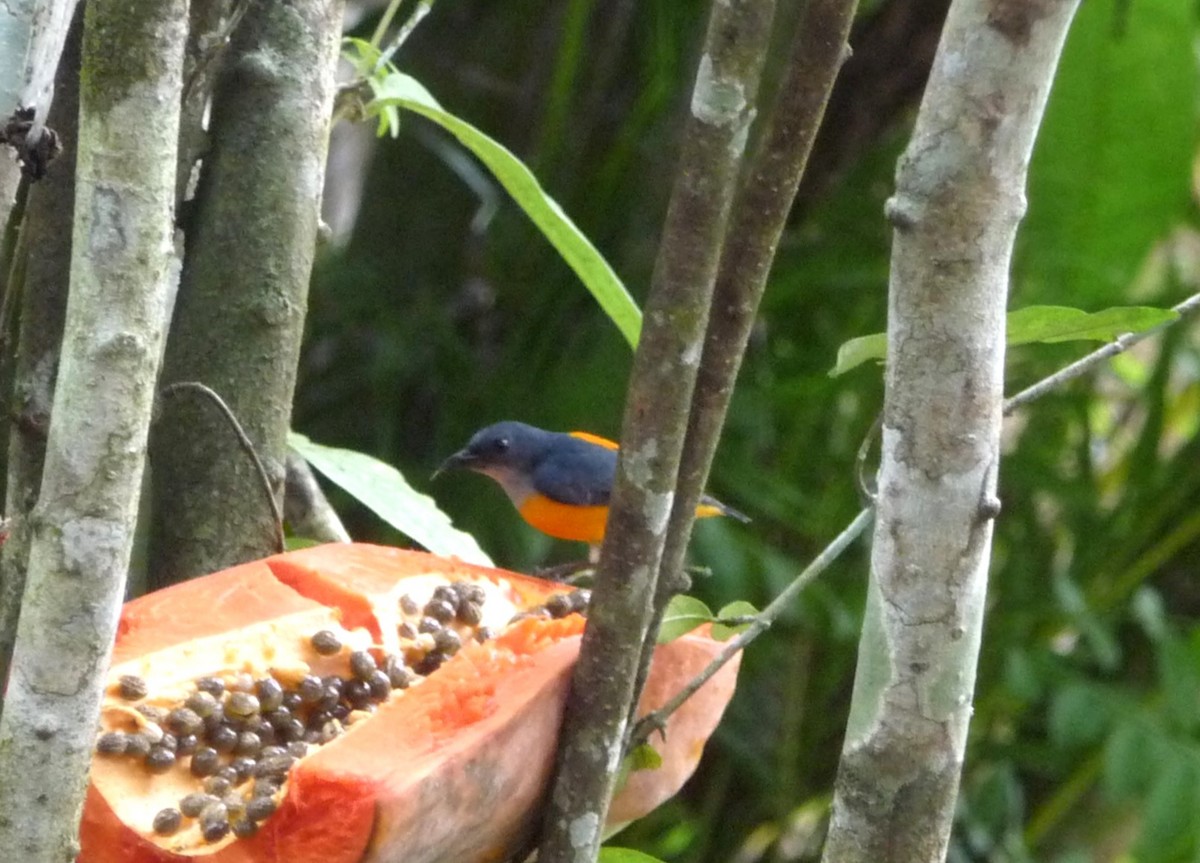 Orange-bellied Flowerpecker - ML541888631