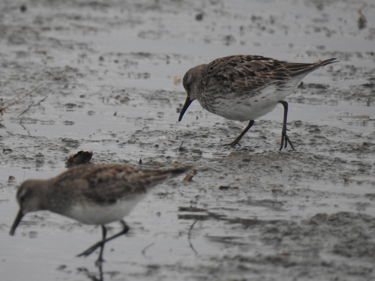 White-rumped Sandpiper - Martín Toledo