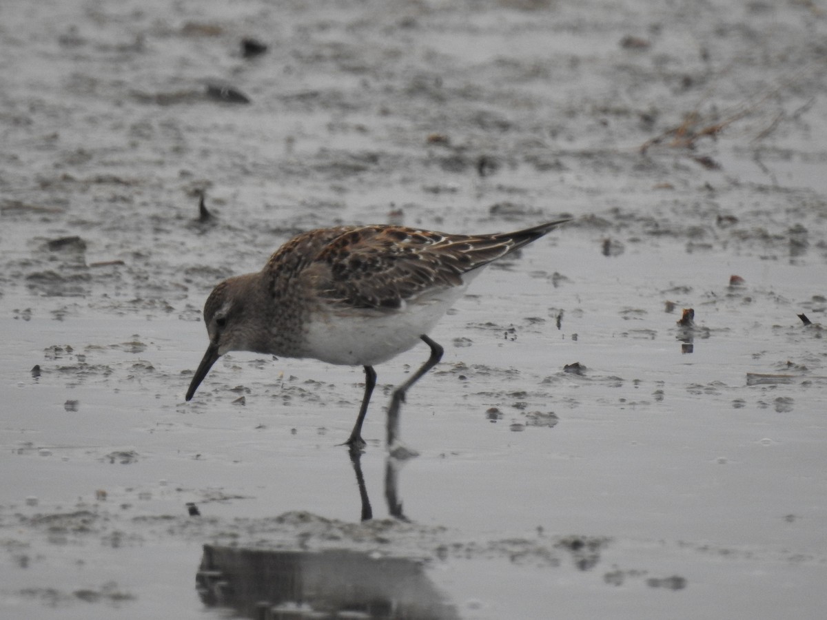 White-rumped Sandpiper - ML541889651