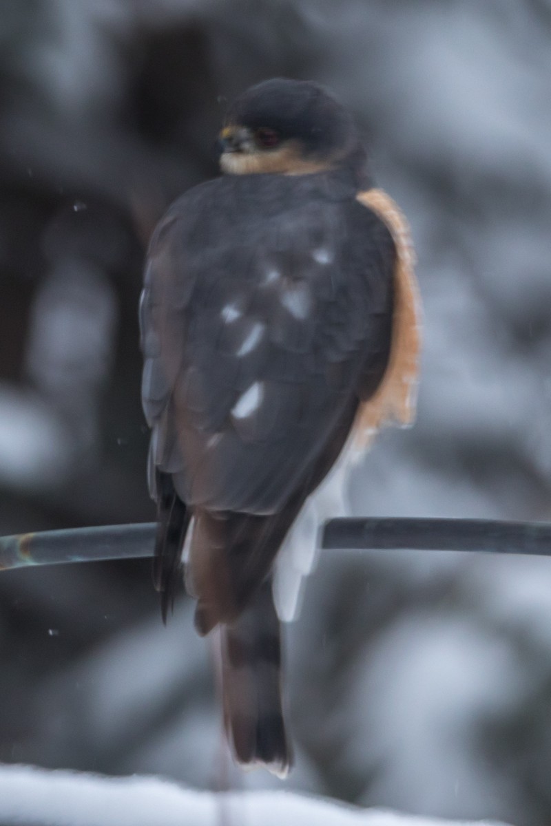 Sharp-shinned Hawk - ML541889721