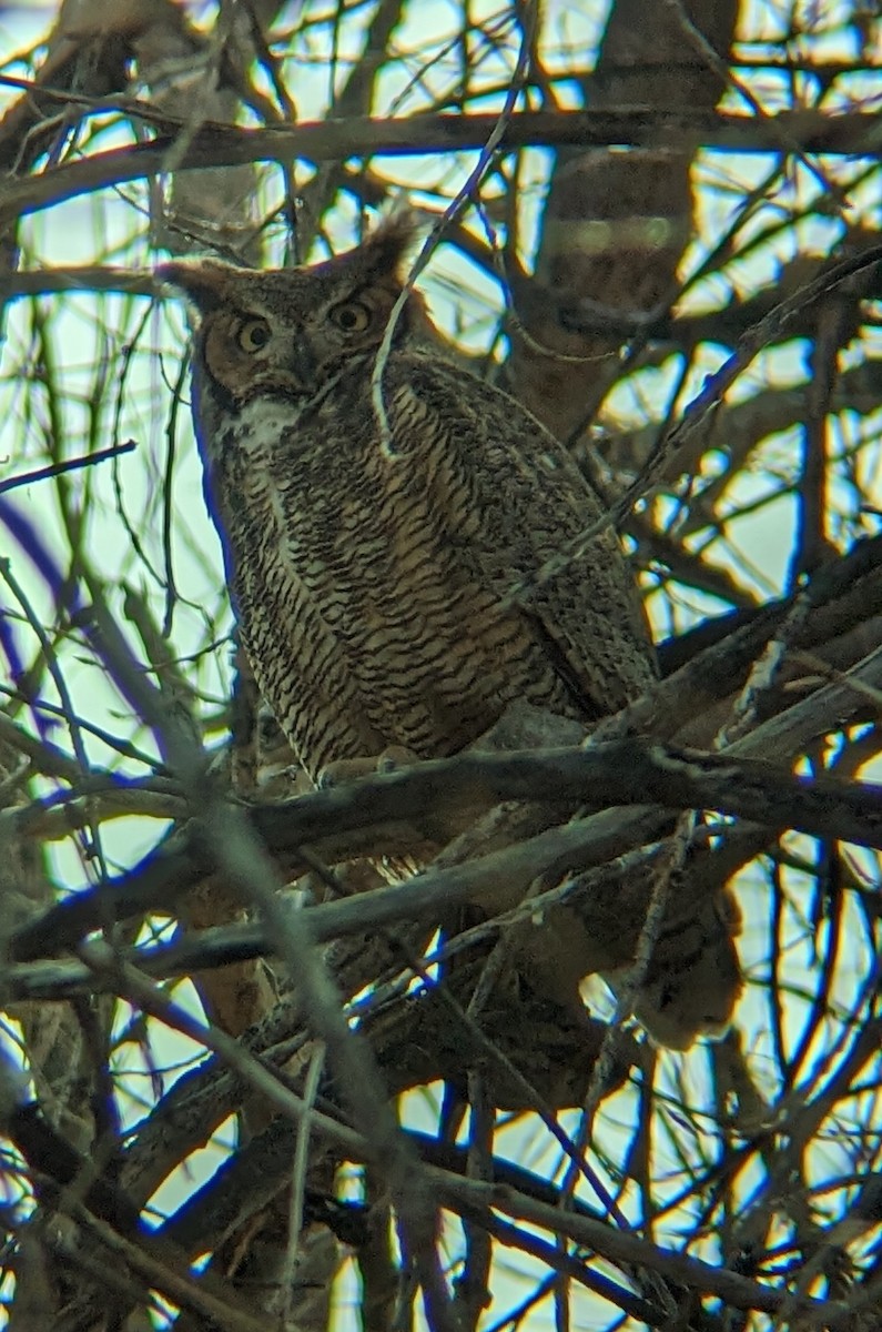 Great Horned Owl - ML541890381