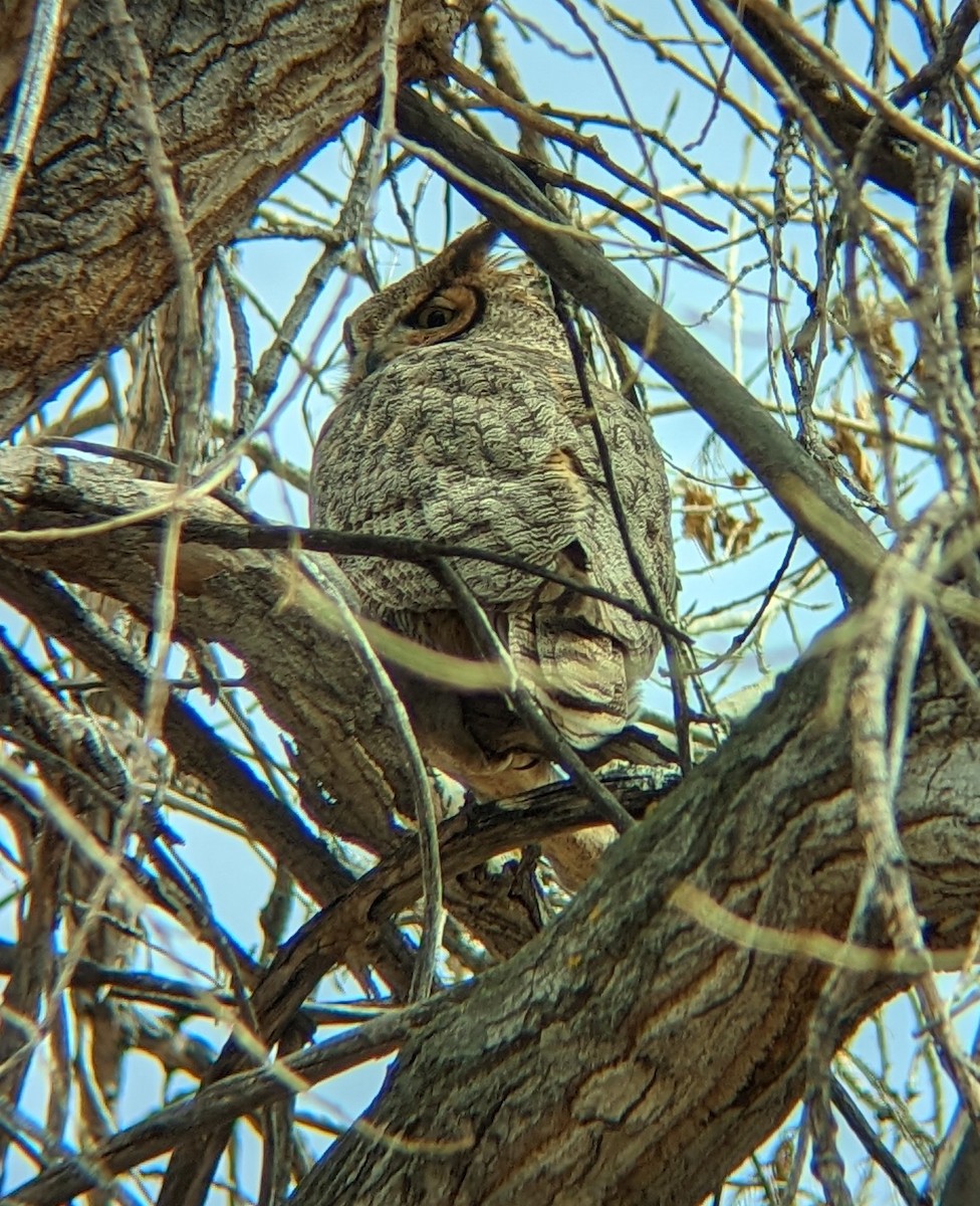 Great Horned Owl - ML541890411