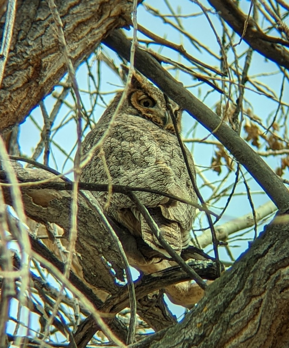 Great Horned Owl - ML541890441