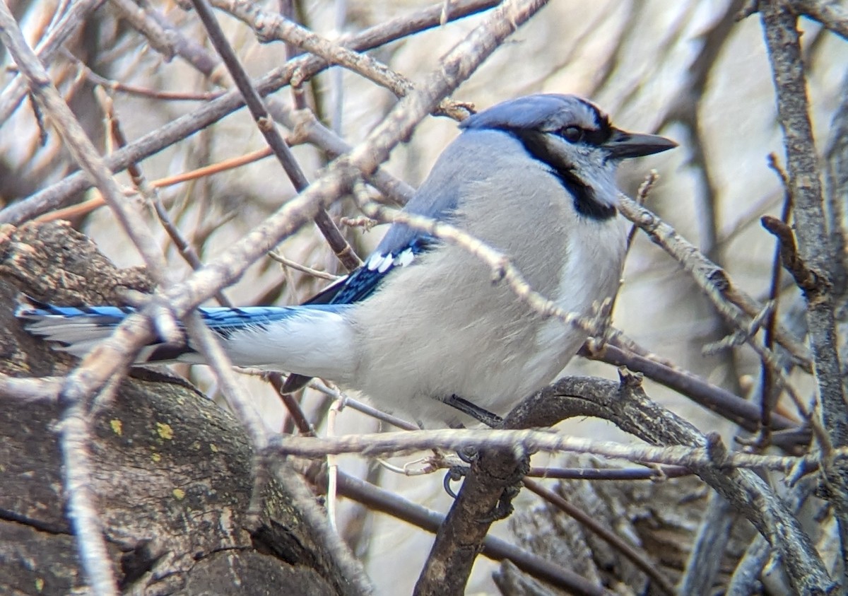 Blue Jay - ML541890551