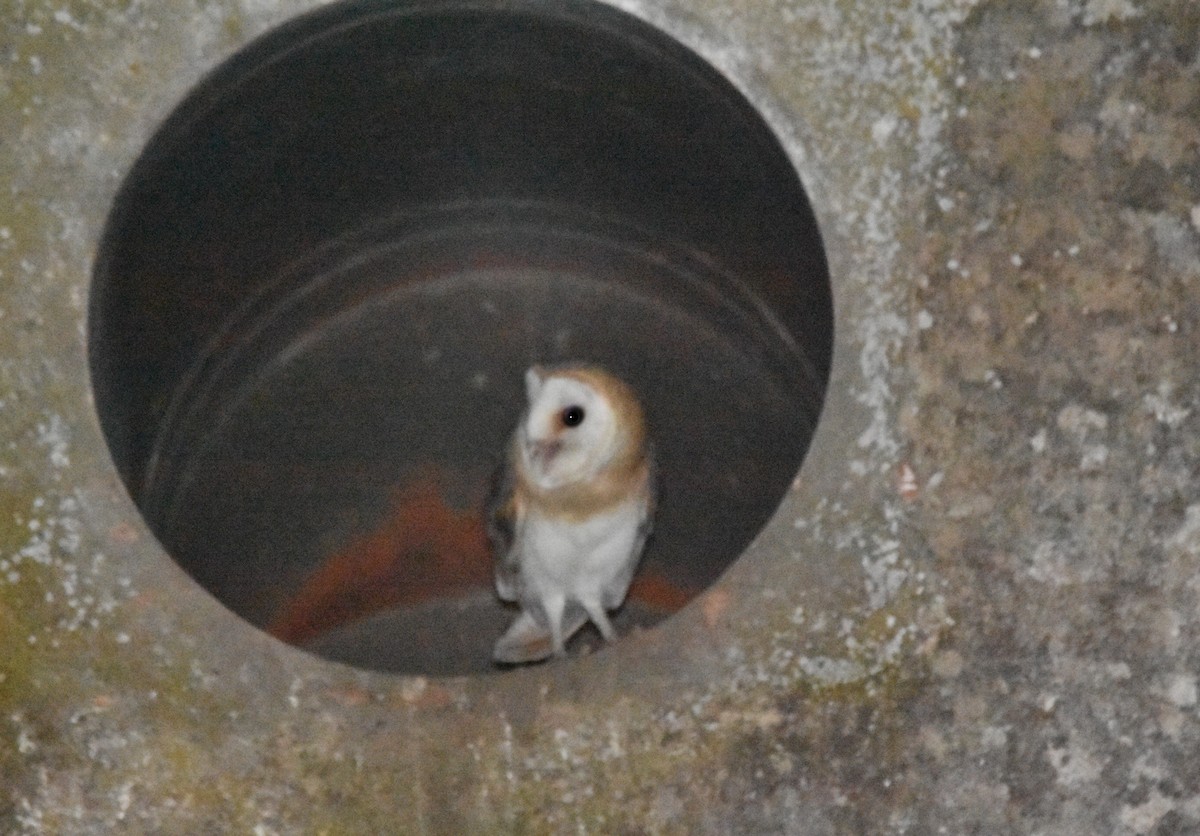 Barn Owl - ML541891311