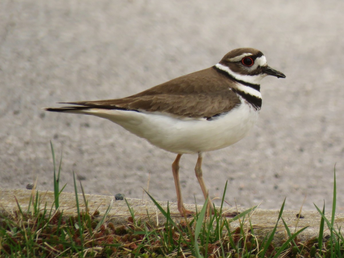 Killdeer - ML54189191