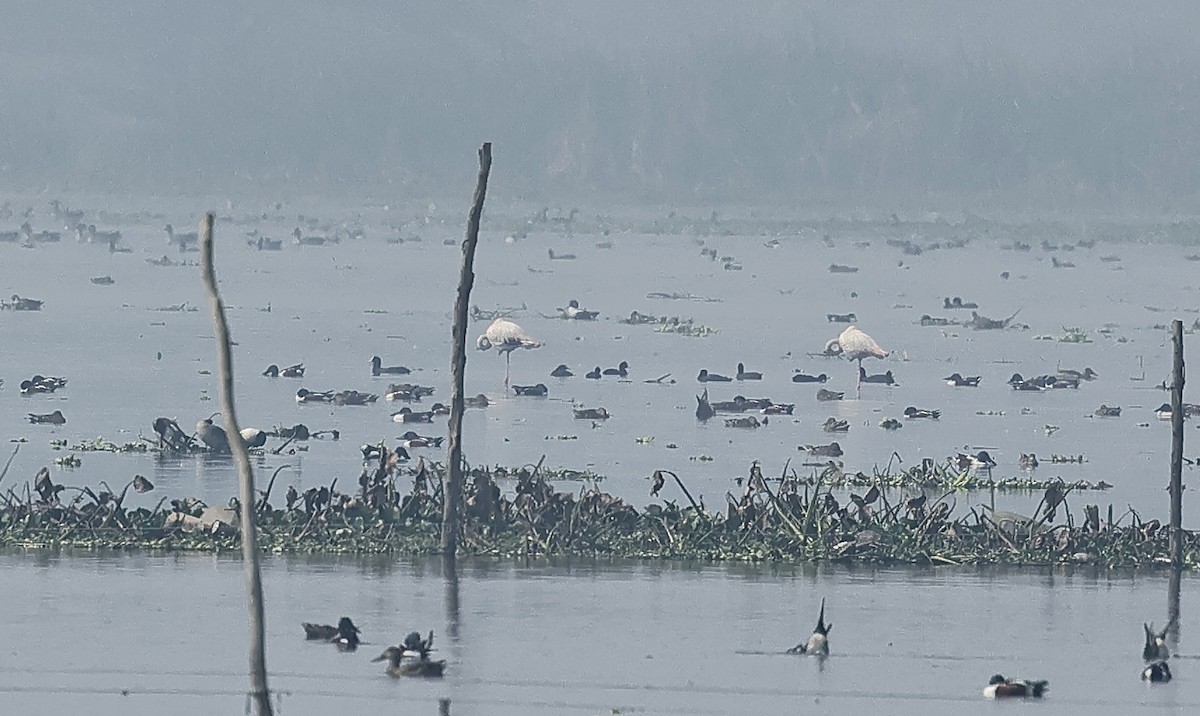 rosenflamingo - ML541892131