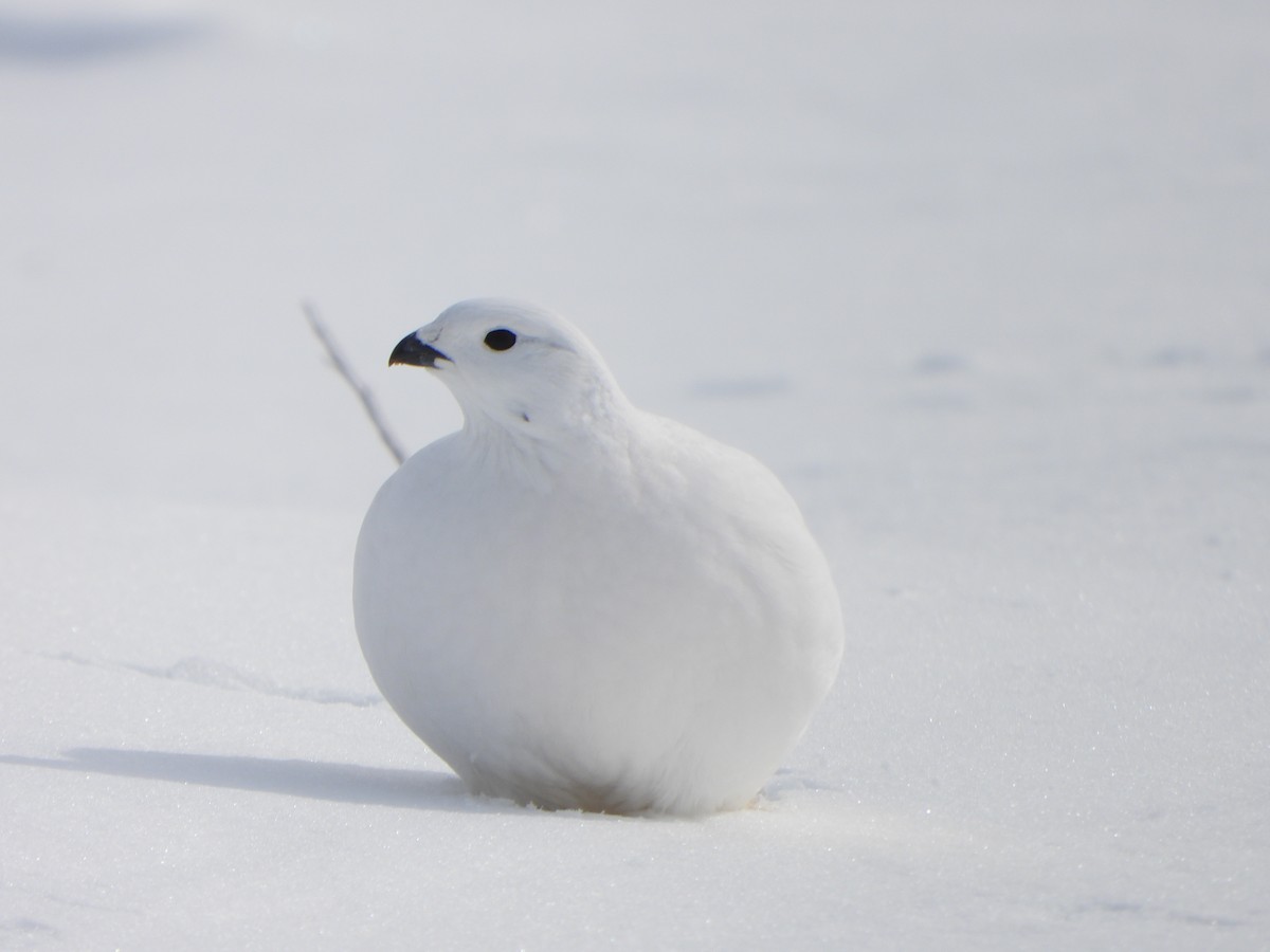 Willow Ptarmigan - ML541893391