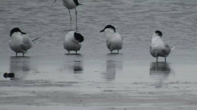 Gull-billed Tern - ML541893901