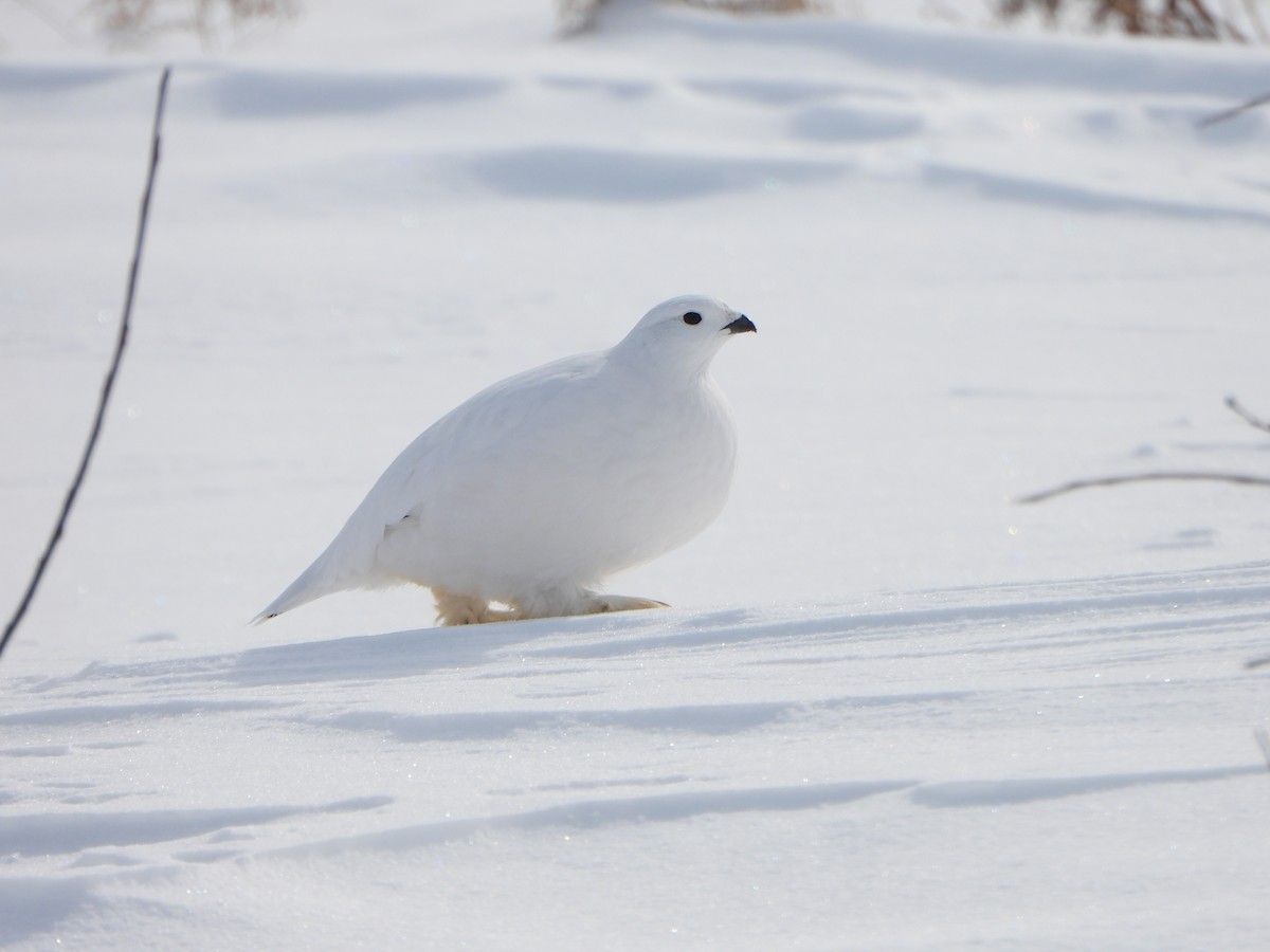 Willow Ptarmigan - ML541893931