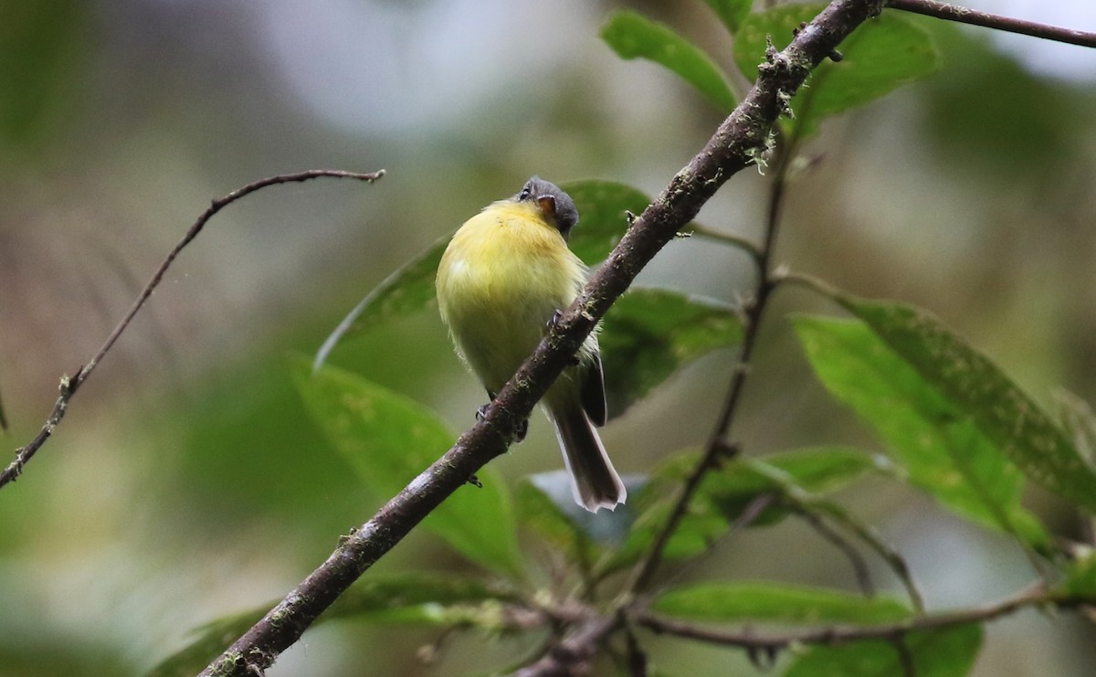 Handsome Flycatcher - ML541894121