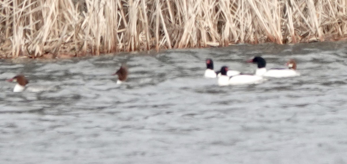 Common Merganser - ML541894251