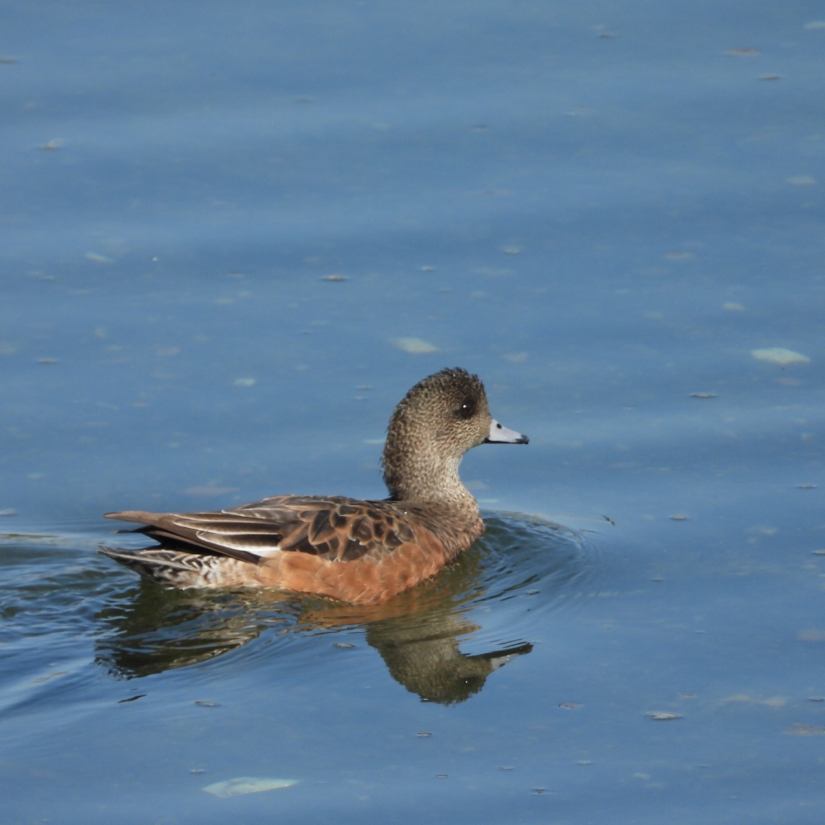 American Wigeon - Manuel Velasco Graña