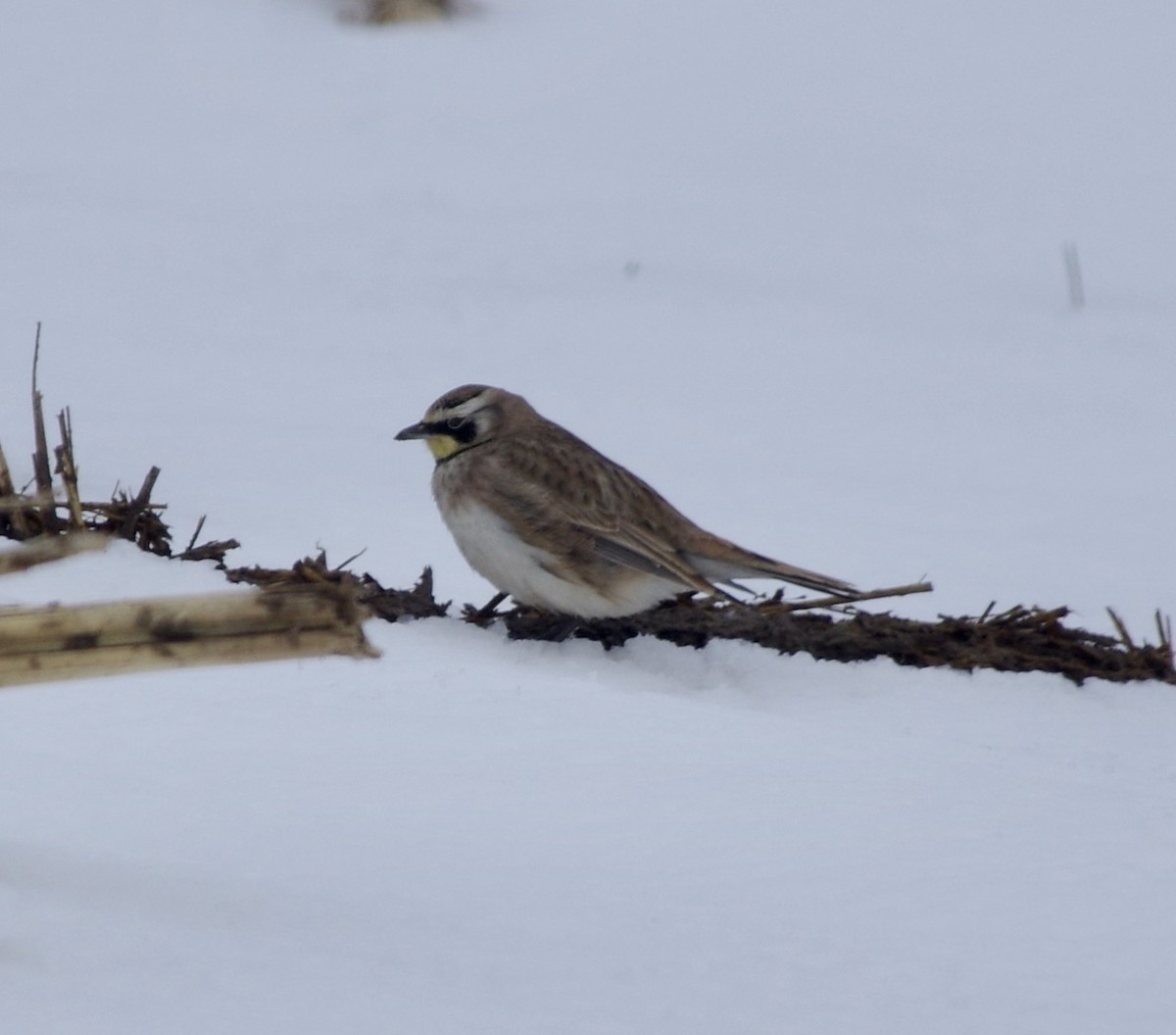 Horned Lark - Bill Purcell