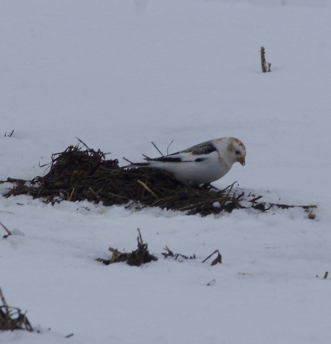 Snow Bunting - ML541894571