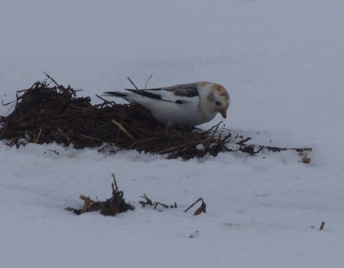 Snow Bunting - ML541894591