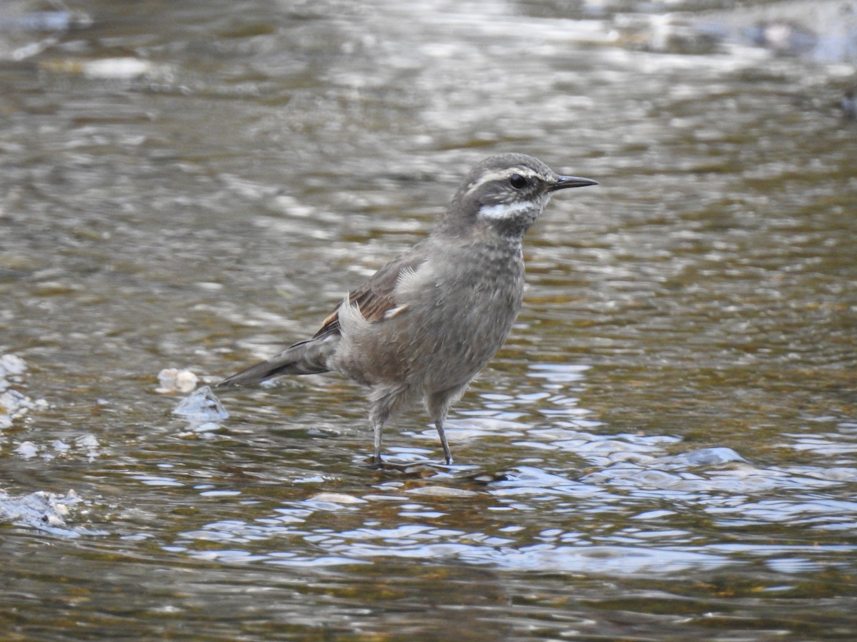 Buff-winged Cinclodes - ML541895281