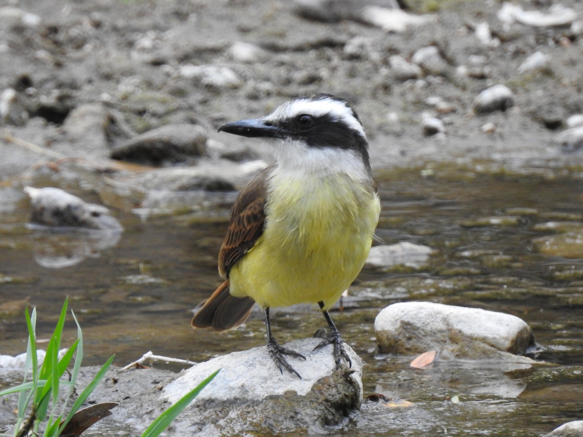 Great Kiskadee - ML541895331