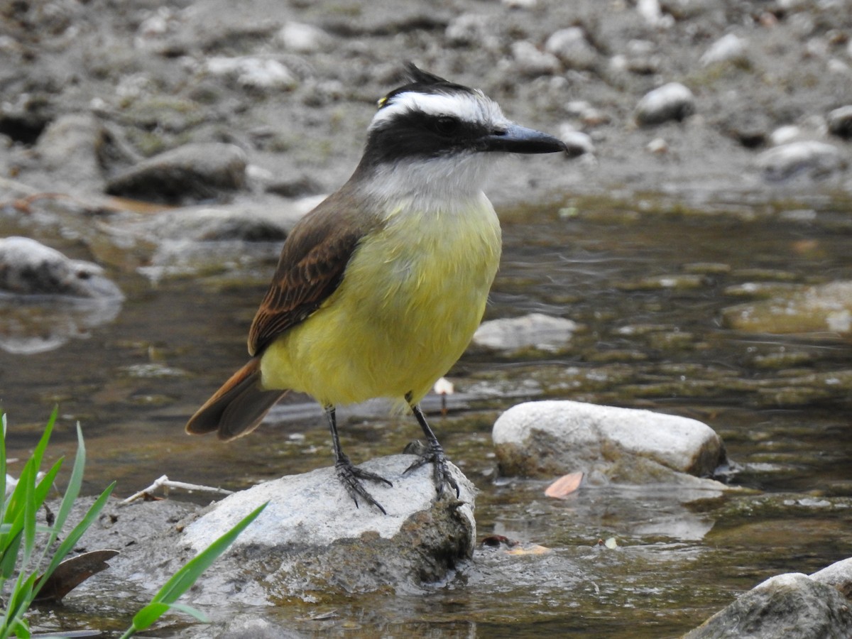 Great Kiskadee - ML541895341