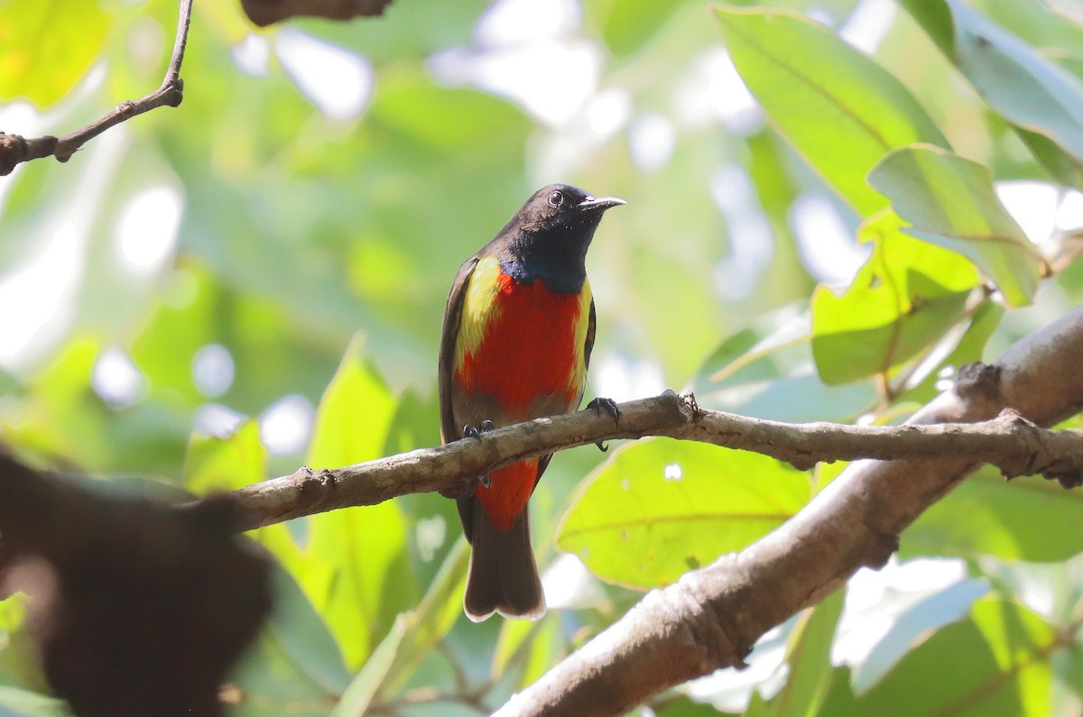 Anchieta's Sunbird - Wayne Paes