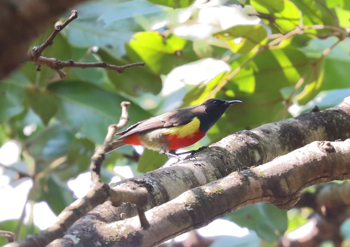 Anchieta's Sunbird - ML541896751