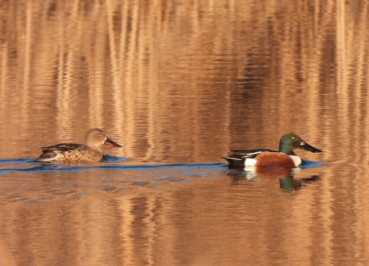 Northern Shoveler - ML541897511