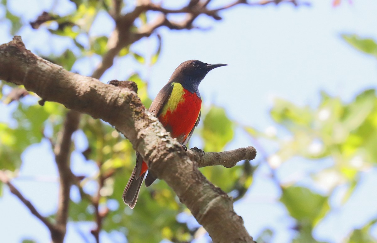 Anchieta's Sunbird - ML541897631