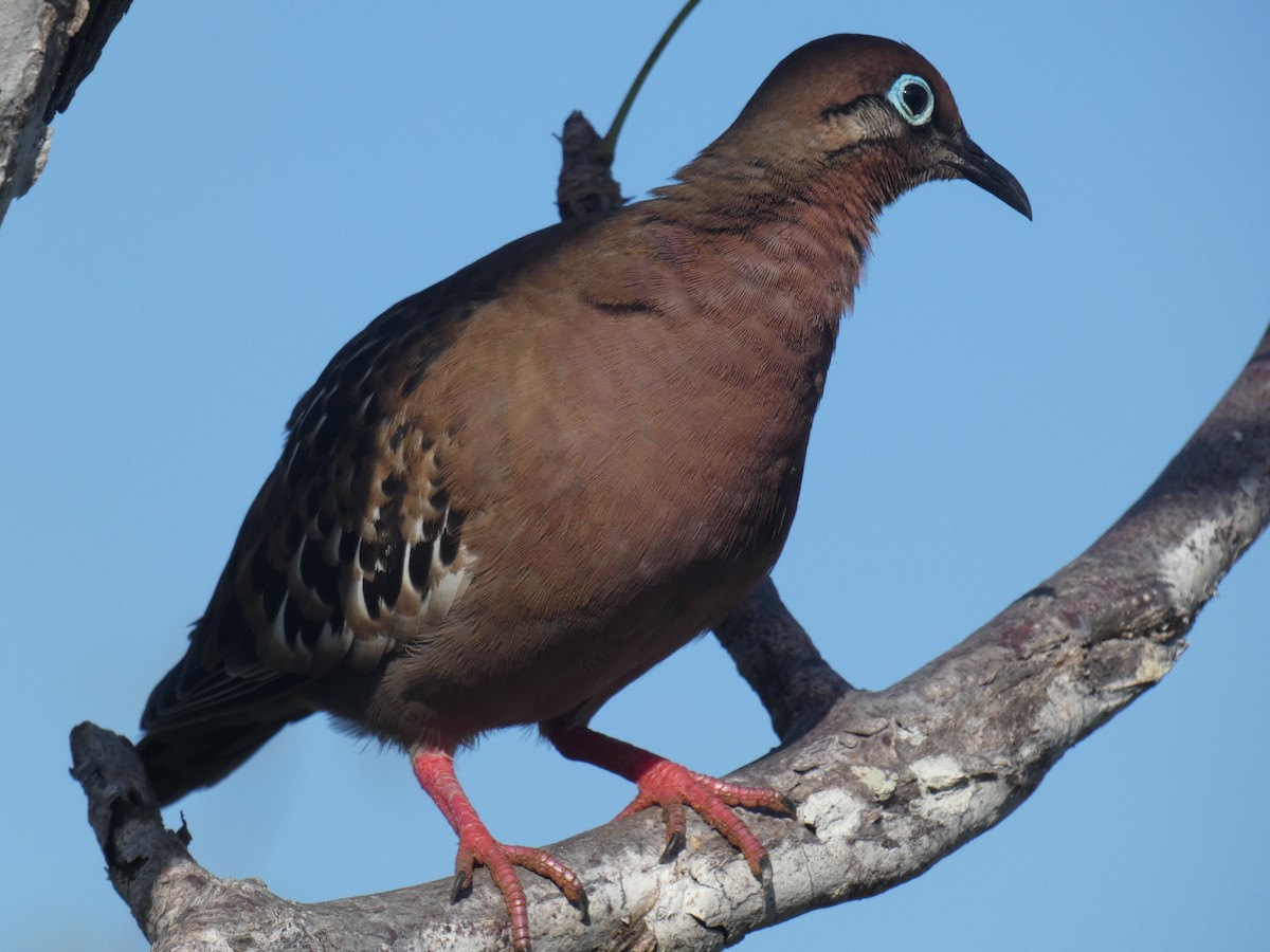 Zenaida de Galápagos - ML541897931