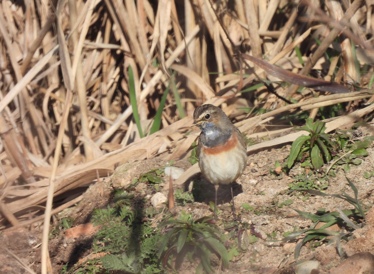 Bluethroat - ML541897971