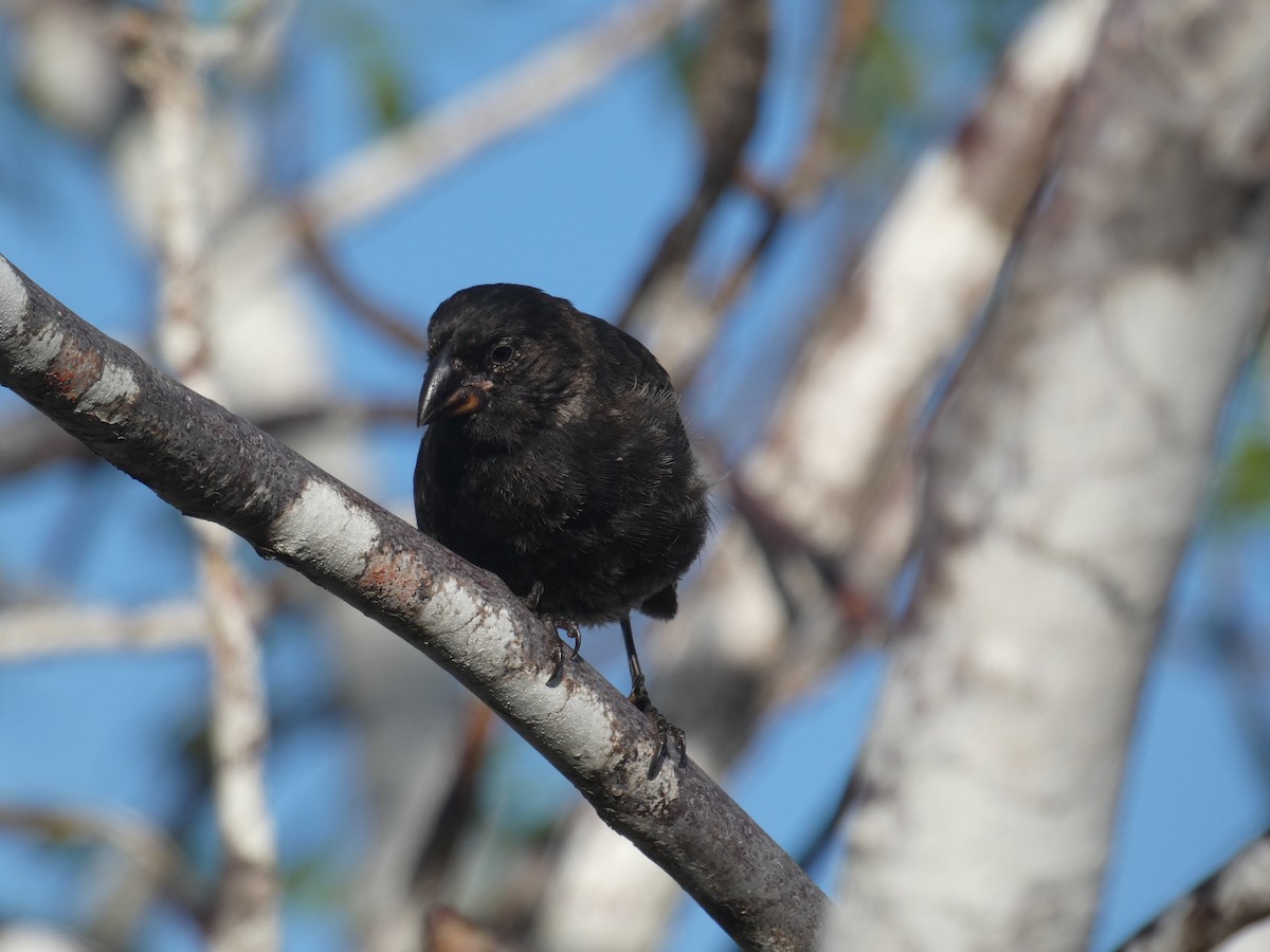 Medium Ground-Finch - ML541898181