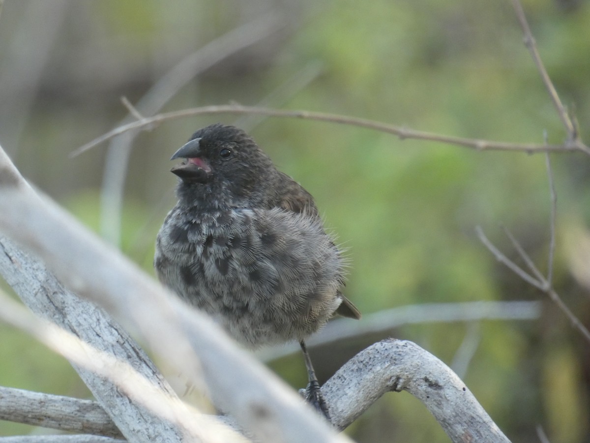 Medium Ground-Finch - ML541898191