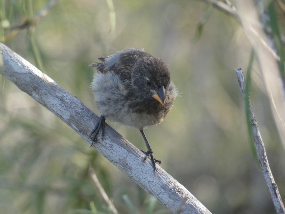 Medium Ground-Finch - Robert Leonhardt